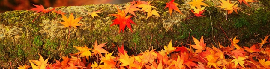 autumn_TOP